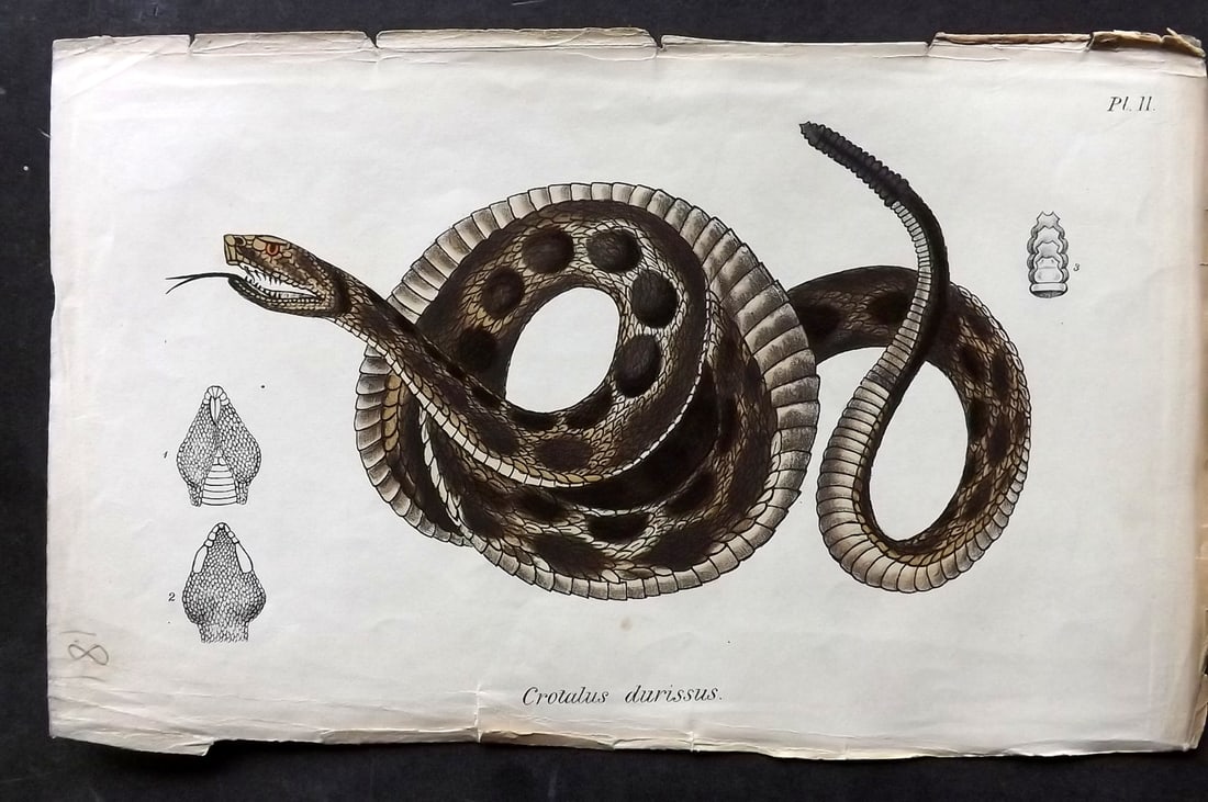 Stephenson, John 1838 Hand Col Print. Lozenge-Spotted Rattle-Snake 11 (1 of 1)