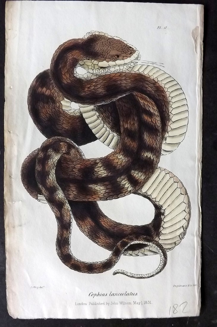 Stephenson, John 1838 Hand Col Print. Yellow Viper of Martinico 17 (1 of 1)