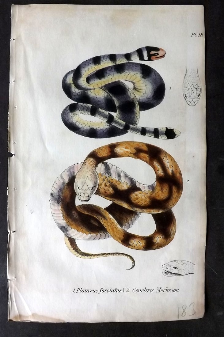 Stephenson, John 1838 Hand Col Print. Hog Nose Snake 18: Hand Colored Lithograph Published 1838, London for "Medical Zoology and Mineralogy" by John Stephenson. Paper Size: 9.5 x 6 inch (24 x 15cm) Very minor margin toning. Good Condition