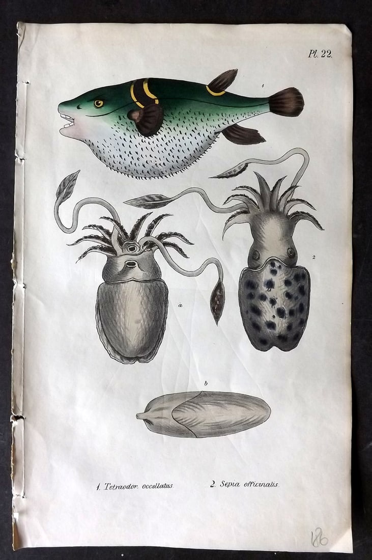 Stephenson, John 1838 Hand Col Print. Ocellated Sun Fish, Cuttle Fish 22 (1 of 1)