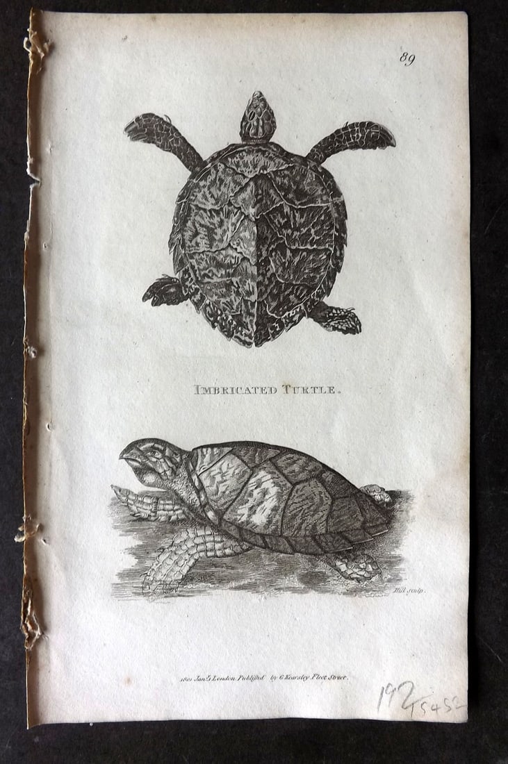 Shaw, George 1809 Antique Print. Imbricated Turtle: Copper Plate Published 1809 by G.Kearsley, London for "Zoological Lectures..." by George Shaw. Paper Size: 8.5 x 5 inch (22 x 13cm) Good Condition