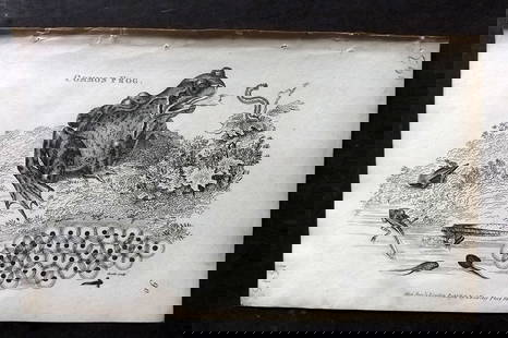 Shaw, George 1809 Antique Print. Common Frog: Copper Plate Published 1809 by G.Kearsley, London for "Zoological Lectures..." by George Shaw. Paper Size: 8.5 x 5 inch (22 x 13cm) Good Condition