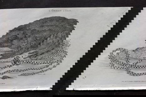 Shaw, George 1809 Antique Print. Common Toad: Copper Plate Published 1809 by G.Kearsley, London for "Zoological Lectures..." by George Shaw. Paper Size: 8.5 x 5 inch (22 x 13cm) Good Condition