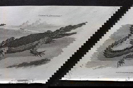 Shaw, George 1809 Antique Print. Common Crocodile & Pyramids: Copper Plate Published 1809 by G.Kearsley, London for "Zoological Lectures..." by George Shaw. Paper Size: 8.5 x 5 inch (22 x 13cm) Good Condition