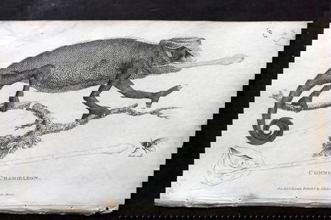 Shaw, George 1809 Antique Print. Common Chameleon: Copper Plate Published 1809 by G.Kearsley, London for "Zoological Lectures..." by George Shaw. Paper Size: 8.5 x 5 inch (22 x 13cm) Water stain in top margin. Good Condition