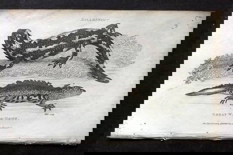 Shaw, George 1809 Antique Print. Salamander, Great Water Newt: Copper Plate Published 1809 by G.Kearsley, London for "Zoological Lectures..." by George Shaw. Paper Size: 8.5 x 5 inch (22 x 13cm) Water stain in top margin. Good Condition