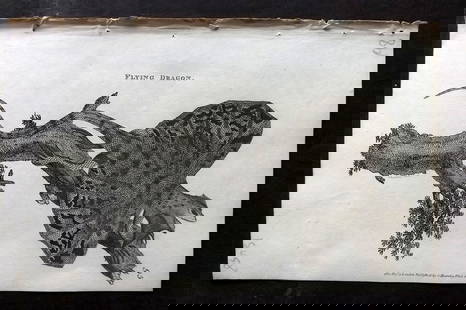 Shaw, George 1809 Antique Print. Flying Dragon Lizard: Copper Plate Published 1809 by G.Kearsley, London for "Zoological Lectures..." by George Shaw. Paper Size: 8.5 x 5 inch (22 x 13cm) Good Condition