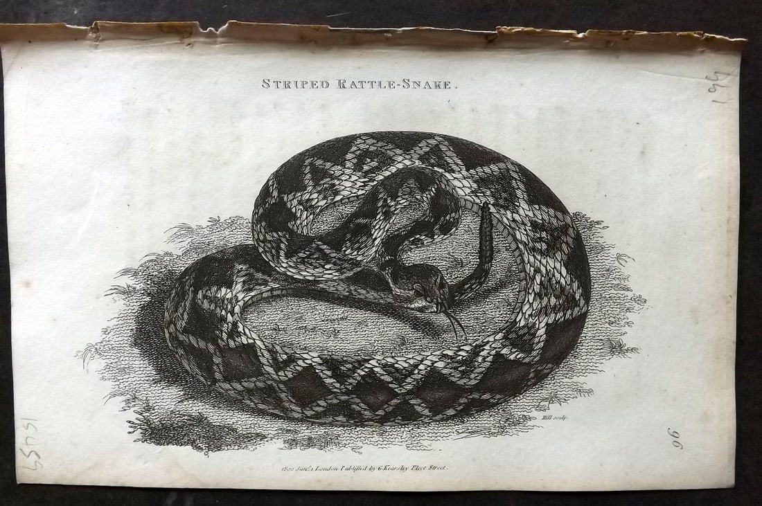 Shaw, George 1809 Antique Print. Striped Rattle Snake: Copper Plate Published 1809 by G.Kearsley, London for "Zoological Lectures..." by George Shaw. Paper Size: 8.5 x 5 inch (22 x 13cm) Very minor text offsetting, Good Condition