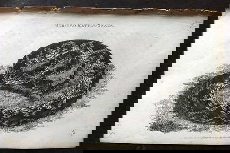Shaw, George 1809 Antique Print. Striped Rattle Snake: Copper Plate Published 1809 by G.Kearsley, London for "Zoological Lectures..." by George Shaw. Paper Size: 8.5 x 5 inch (22 x 13cm) Very minor text offsetting, Good Condition