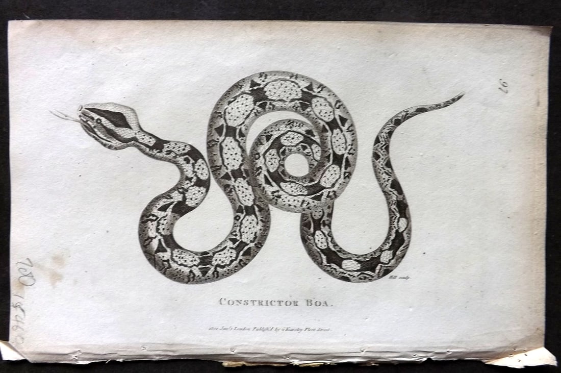 Shaw, George 1809 Antique Print. Constrictor Boa Snake: Copper Plate Published 1809 by G.Kearsley, London for "Zoological Lectures..." by George Shaw. Paper Size: 8.5 x 5 inch (22 x 13cm) Very minor margin toning. Good Condition