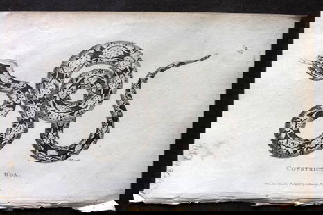 Shaw, George 1809 Antique Print. Constrictor Boa  Snake: Copper Plate Published 1809 by G.Kearsley, London for "Zoological Lectures..." by George Shaw. Paper Size: 8.5 x 5 inch (22 x 13cm) Very minor margin toning. Good Condition