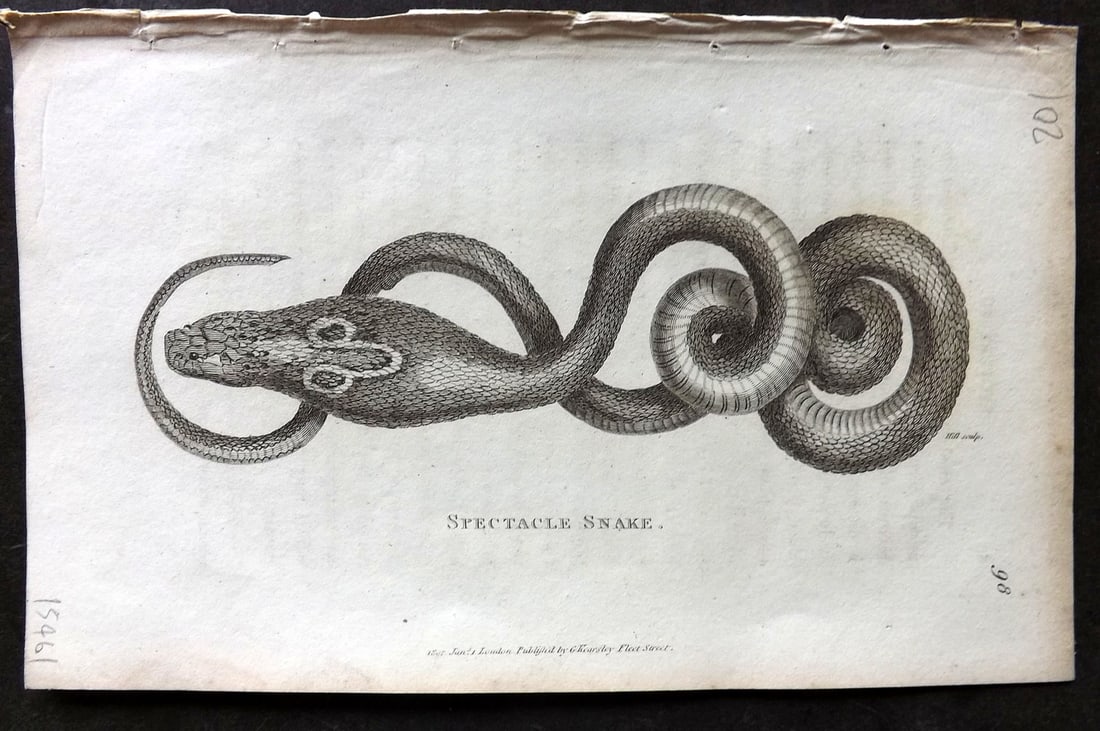 Shaw, George 1809 Antique Print. Spectacle Snake: Copper Plate Published 1809 by G.Kearsley, London for "Zoological Lectures..." by George Shaw. Paper Size: 8.5 x 5 inch (22 x 13cm) Good Condition