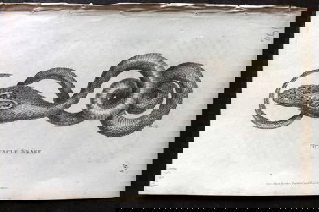 Shaw, George 1809 Antique Print. Spectacle Snake: Copper Plate Published 1809 by G.Kearsley, London for "Zoological Lectures..." by George Shaw. Paper Size: 8.5 x 5 inch (22 x 13cm) Good Condition