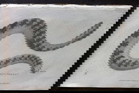 Shaw, George 1809 Antique Print. Great Hydrus Snake: Copper Plate Published 1809 by G.Kearsley, London for "Zoological Lectures..." by George Shaw. Paper Size: 8.5 x 5 inch (22 x 13cm) Good Condition