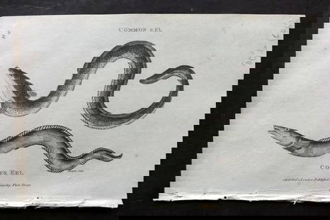 Shaw, George 1809 Antique Print. Conger Eel: Copper Plate Published 1809 by G.Kearsley, London for "Zoological Lectures..." by George Shaw. Paper Size: 8.5 x 5 inch (22 x 13cm) Good Condition