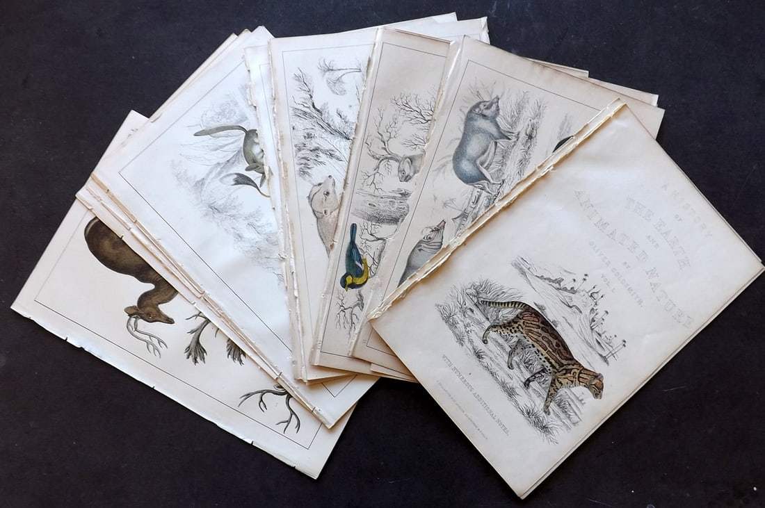 Goldsmith, Oliver C1850 Lot of 18 Hand Col Natural History Prints: Antique Etching/Engraving Published C1850 by A. Fullarton & Co., London for "A History of the Earth and Animated Nature" by Oliver Goldsmith. Fine hand colour as issued. Paper Size: 10 x 6 inch (25 x 