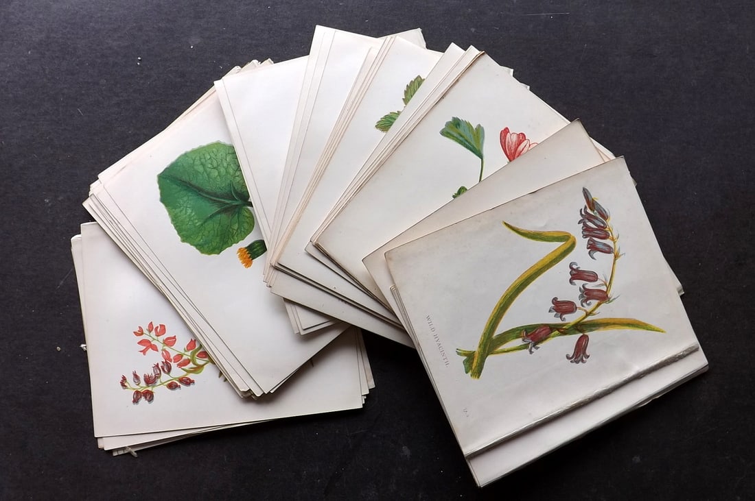 Pratt, Anne 1898 Lot of 50 Antique Botanical Prints: Colour Printed Woodblock Published 1898, London for "Wild Flowers" by Anne Pratt. Paper Size: 5.5 x 4 inch (14 x 11cm) Good Condition