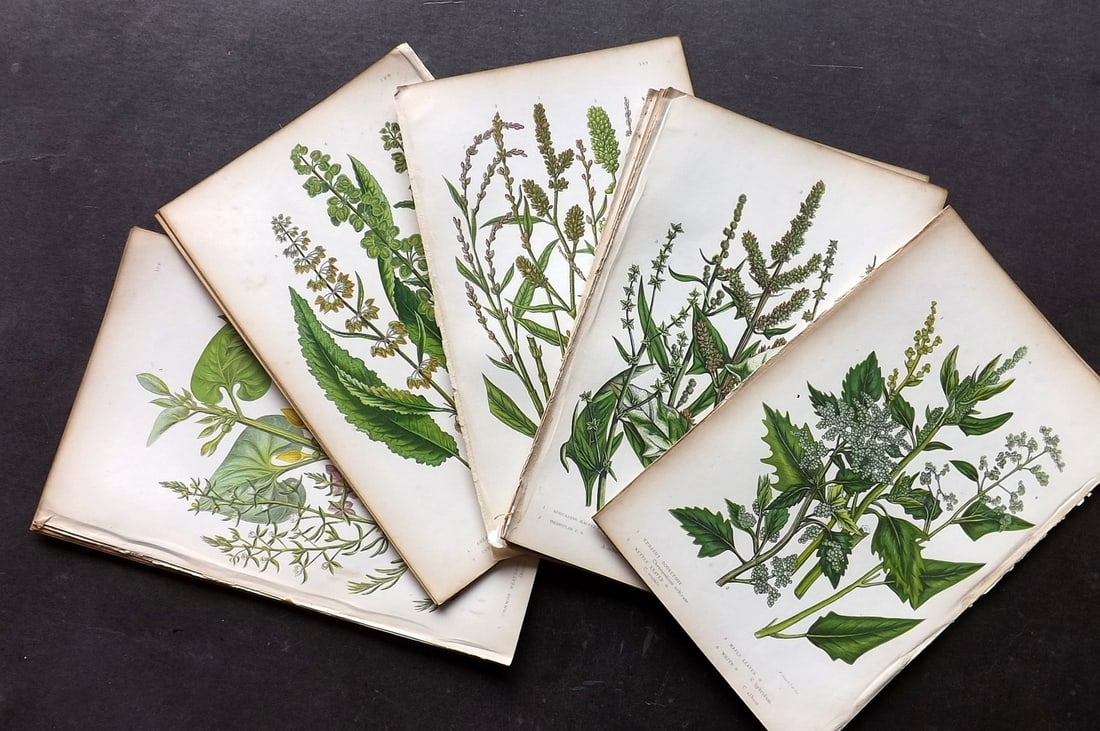 Pratt, Anne 1855 Lot of 15 Antique Botanical Prints. First Edition: Colour Printed Woodblocks Published 1855, London for "The Flowering Plants and Ferns of Great Britain" First Edition by Anne Pratt. Paper Size: 8.5 x 5.5 inch (22 x 14cm) Minor toning in parts, otherw