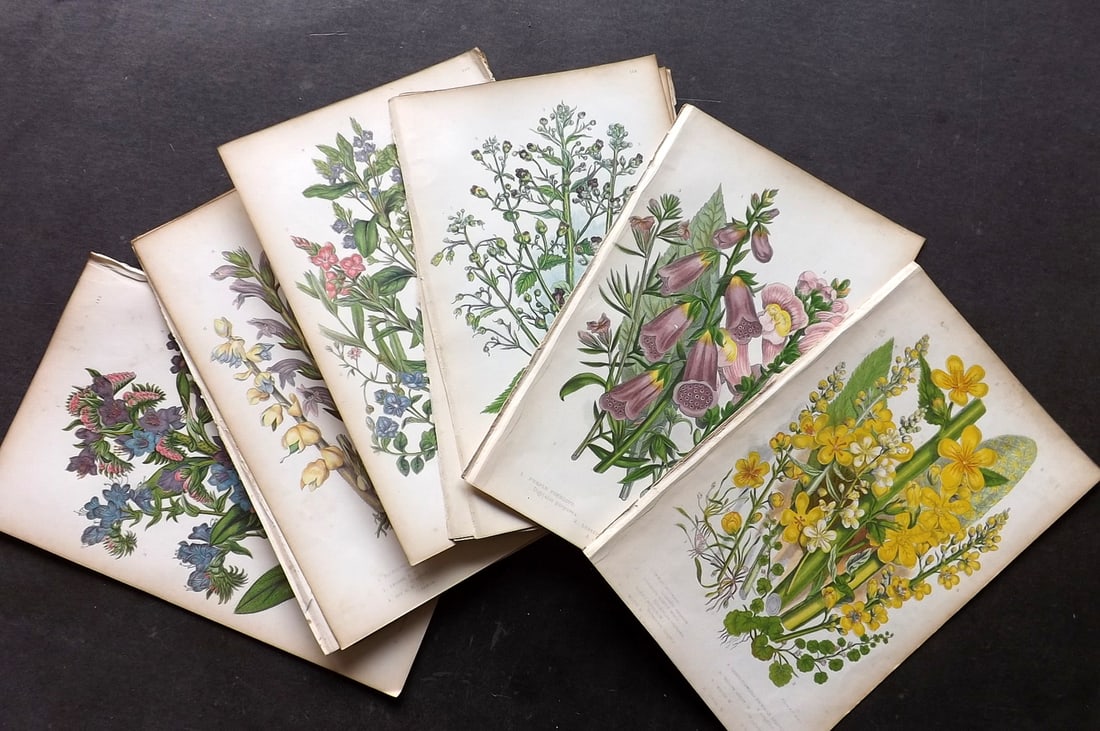 Pratt, Anne 1855 Lot of 15 Antique Botanical Prints. First Edition: Colour Printed Woodblocks Published 1855, London for "The Flowering Plants and Ferns of Great Britain" First Edition by Anne Pratt. Paper Size: 8.5 x 5.5 inch (22 x 14cm) Minor toning in parts, otherw