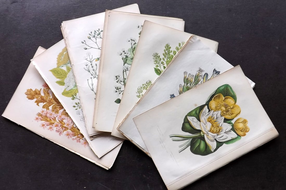 Pratt, Anne 1899 Lot of 15 Antique Botanical Prints: Chromolithograph Published 1899-1905, London for "The Flowering Plants and Ferns of Great Britain" by Anne Pratt. Paper Size: 9.5 x 6 inch (24 x 16cm) Good Condition