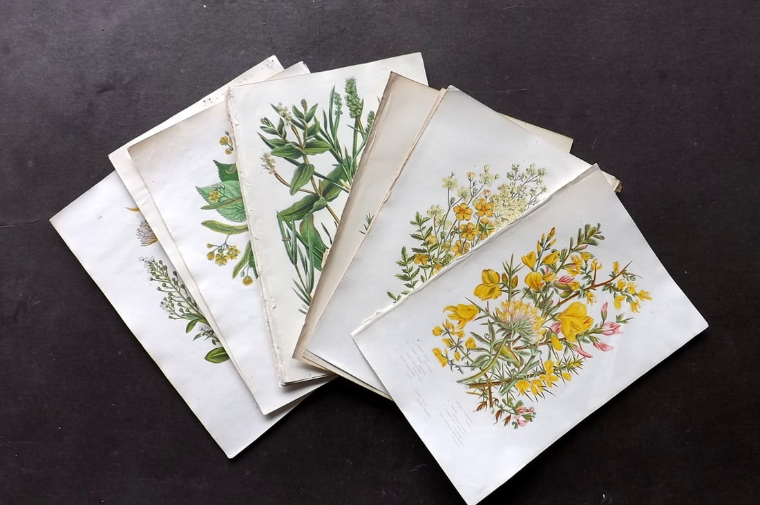 Pratt, Anne C1870 Lot of 15 Antique Botanical Prints: Colour Printed Woodblocks Published C1870, London for "The Flowering Plants and Ferns of Great Britain" First Edition by Anne Pratt. Paper Size: 9.5 x 6 inch (24 x 16cm) Good Condition