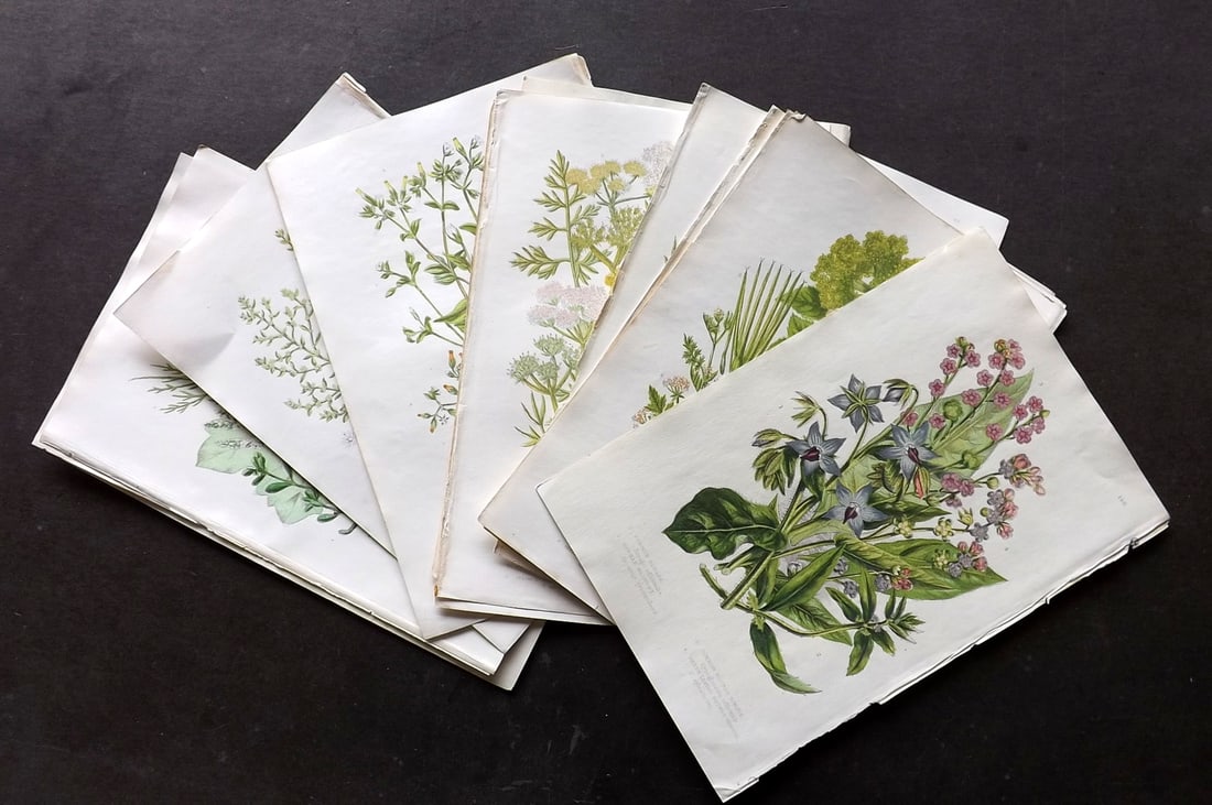 Pratt, Anne C1870 Lot of 15 Antique Botanical Prints (1 of 3)