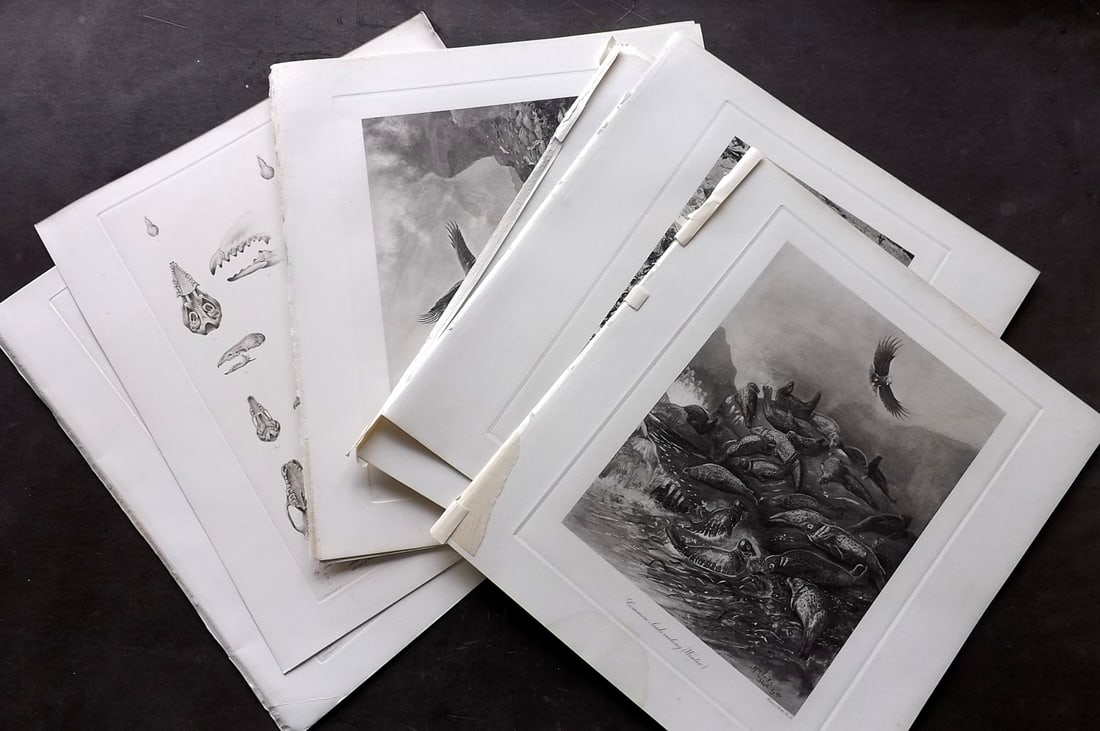 Millais, John 1904 Lot of 9 Folio Natural History Prints: Antique Folio Photogravures Published 1904, London for "The Mammals of Great Britain and Ireland" by John Guille Millais. Illustrated by Archibald Thorburn, George Lodge and the Author. Rare - Limited