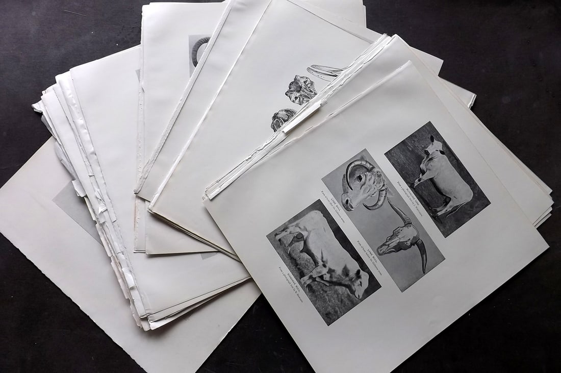 Millais, John 1904 Lot of 31 Folio Natural History Prints: Antique Folio Photoengravings and Lithographs Published 1904, London for "The Mammals of Great Britain and Ireland" by John Guille Millais. Illustrated by Archibald Thorburn, George Lodge and the Auth