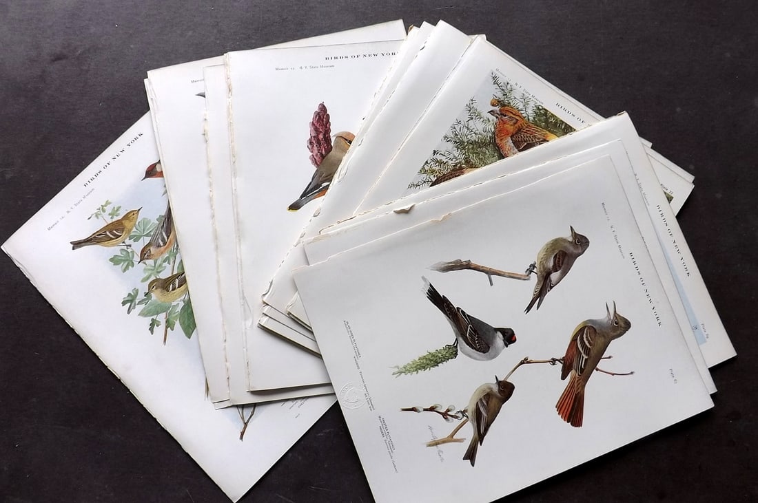 Eaton & Fuertes Birds of New York 1911 Lot of 24 Bird Prints: Antique Collotype Published 1909-15, Albany for "The Birds of New York" by Elon Howard Eaton. Illustrated by Louis Agassiz Fuertes. Part of the New York State Museum Annual Report Series. Paper Size: 