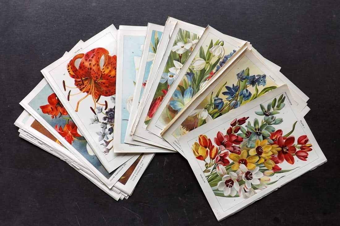 Weathers, John 1905 Lot of 26 Antique Botanical Prints (1 of 5)