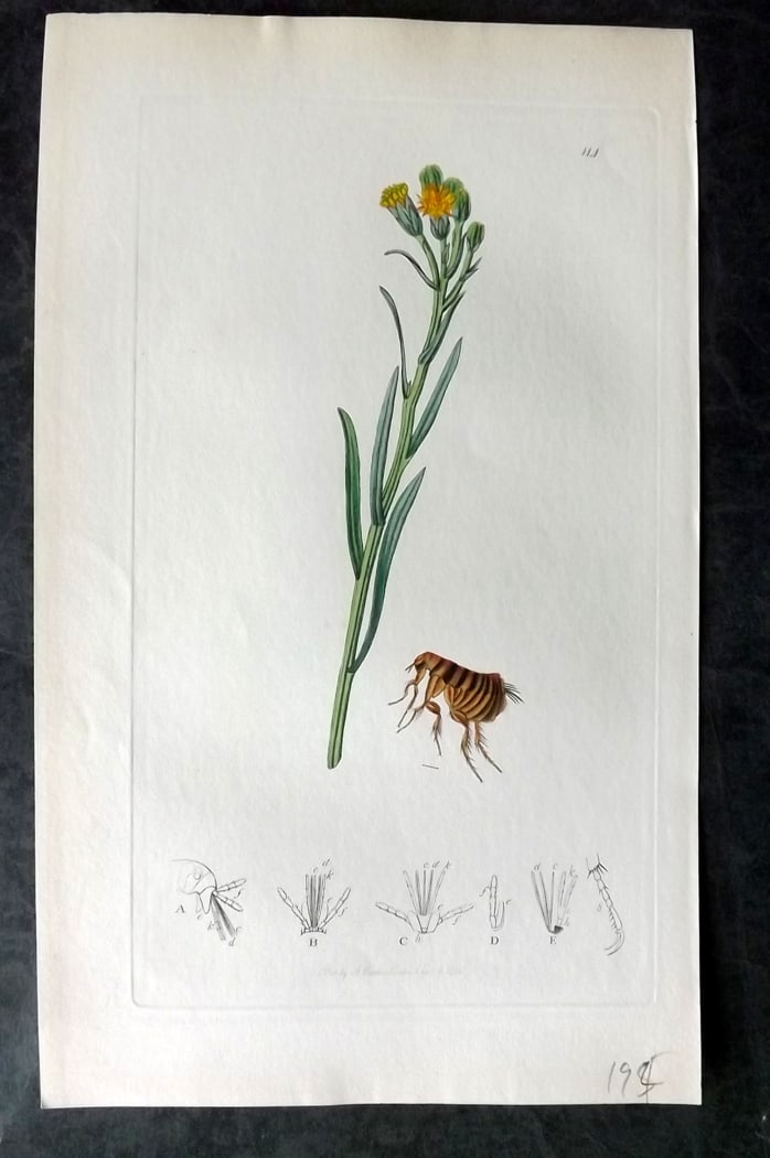 Curtis, William 1820's Hand Col Insect Botanical Print. Mole's Flea 114: Hand Colored Etching Published 1823-39, London for "British Entomology: Being Illustrations and Descriptions of the Genera of Insects found in Great Britain and Ireland" First Edition by John Curtis. 