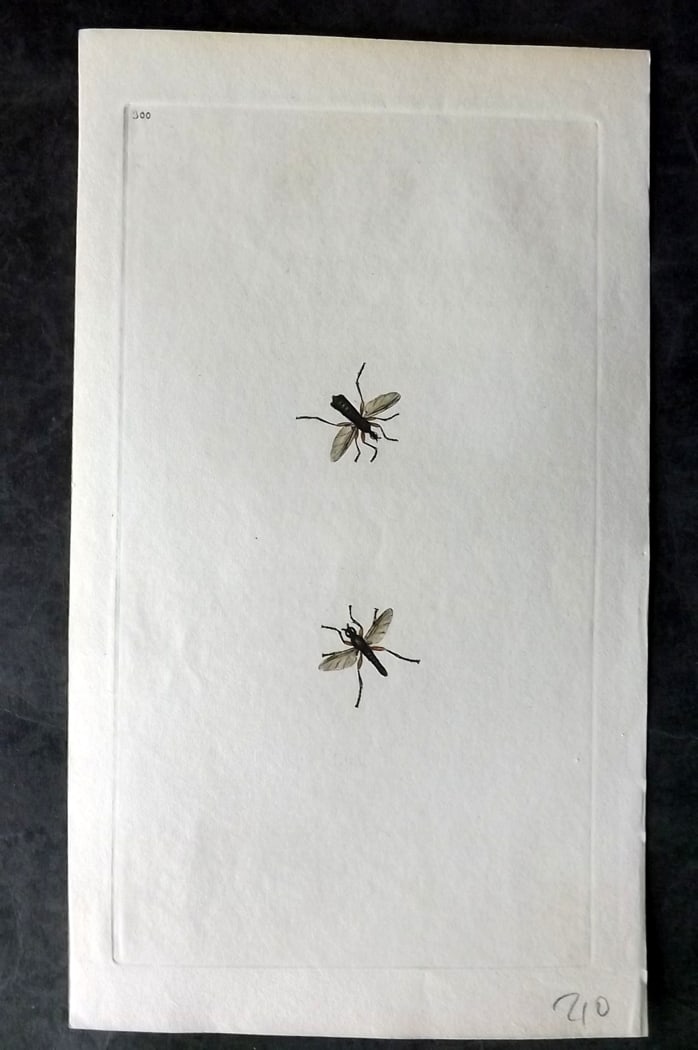 Donovan, Edward C1800 Hand Col Insect Print. Tipula Pomonae 300: Hand Colored Etching Published 1796-1813, London for "The Natural History of British Insects" by Edward Donovan. With accompanying descriptive text. Paper Size: 9.5 x 6 inch (24 x 15cm) Good Condition