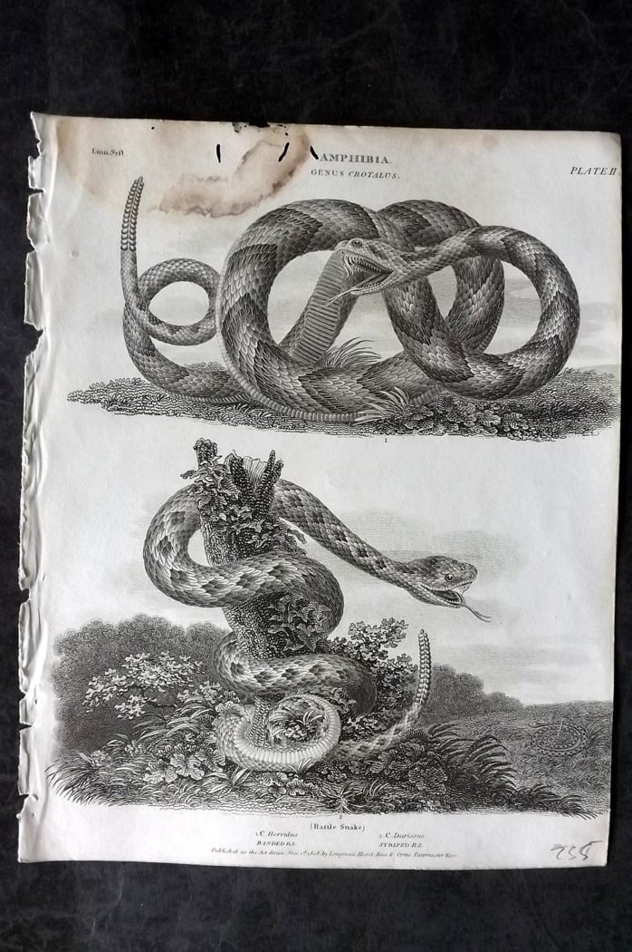 Rees, Abraham 1820 Antique Print. Rattle Snakes 02: Copper Plate Published 1802-20 by Longman, Hurst, Rees & Orme for "The Cycloaedia: or, Universal dictionary of arts, sciences, and literature" By Abraham Rees. Paper Size: 10.5 x 8.5 inch (27 x 22cm) 