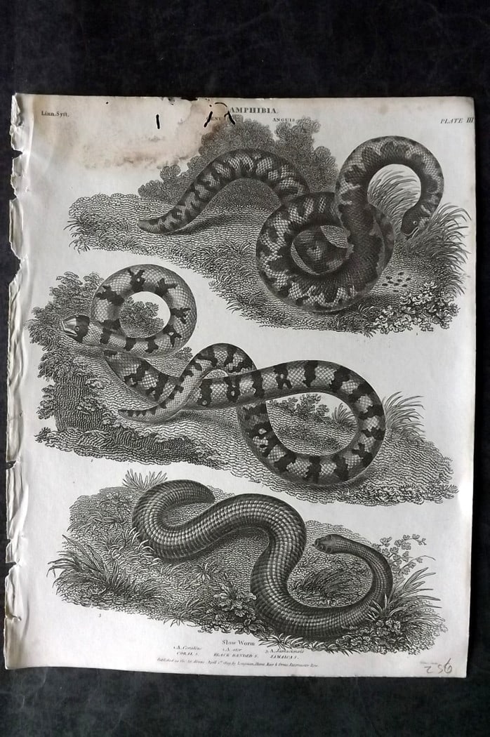 Rees, Abraham 1820 Antique Print. Coral, Black Banded, Jamaica Snake 03: Copper Plate Published 1802-20 by Longman, Hurst, Rees & Orme for "The Cycloaedia: or, Universal dictionary of arts, sciences, and literature" By Abraham Rees. Paper Size: 10.5 x 8.5 inch (27 x 22cm) 