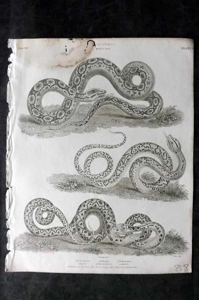 Rees, Abraham 1820 Antique Print. Boa Snakes 05: Copper Plate Published 1802-20 by Longman, Hurst, Rees & Orme for "The Cycloaedia: or, Universal dictionary of arts, sciences, and literature" By Abraham Rees. Paper Size: 10.5 x 8.5 inch (27 x 22cm) 