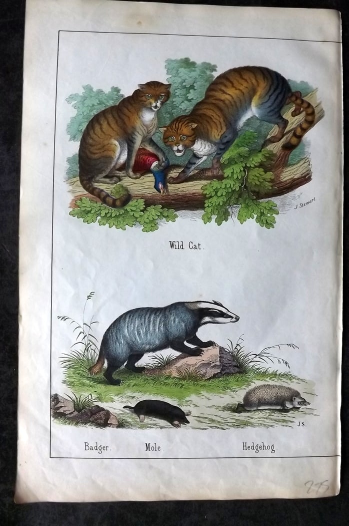White, Adam 1860 Hand Col Print. Wild Cat, Badger, Mole, Hedgehog (1 of 1)