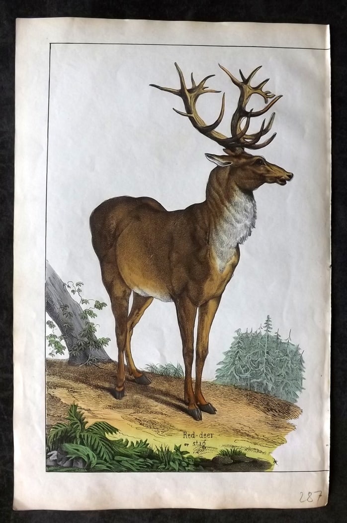 White, Adam 1860 Hand Col Print. Red Deer (1 of 1)