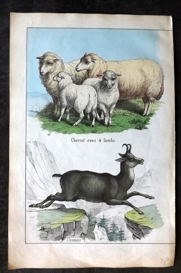 White, Adam 1860 Hand Col Print. Cheviot Ewes & Lambs, Chamois (1 of 1)