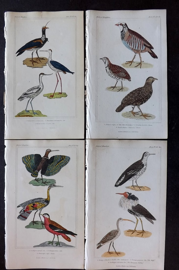 Cuvier, Baron 1837 Lot of 4 Hand Col Bird Prints: Hand Colored Etchings/Engravings Published 1834-37, London for "The Animal Kingdom" by the Baron Georges Cuvier. Paper Size: 8 x 5 inch (21 x 13cm) Very minor toning in parts. Good Condition