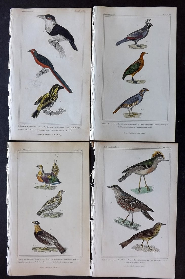 Cuvier, Baron 1837 Lot of 4 Hand Col Bird Prints: Hand Colored Etchings/Engravings Published 1834-37, London for "The Animal Kingdom" by the Baron Georges Cuvier. Paper Size: 8 x 5 inch (21 x 13cm) Very minor toning in parts. Good Condition