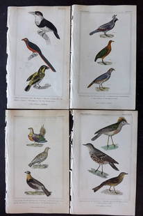 Cuvier, Baron 1837 Lot of 4 Hand Col Bird Prints: Hand Colored Etchings/Engravings Published 1834-37, London for "The Animal Kingdom" by the Baron Georges Cuvier. Paper Size: 8 x 5 inch (21 x 13cm) Very minor toning in parts. Good Condition