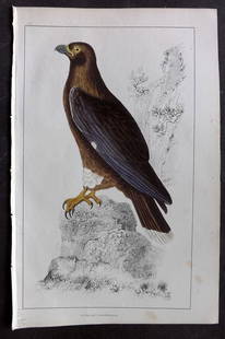 Goldsmith, Oliver C1850 Hand Col Bird Print. New Zealand Caracara 20.: Antique Etching/Engraving Published C1850 by A. Fullarton & Co., London for "A History of the Earth and Animated Nature" by Oliver Goldsmith. Fine hand colour as issued. Paper Size: 10 x 6 inch (25 x