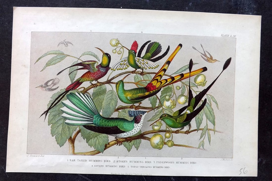 Goldsmith, Oliver 1876 Antique Bird Print. Hummingbirds: Colour Printed Woodblock Published 1876 by Blackie & Son, London for "A History of the Earth and Animated Nature" by Oliver Goldsmith. Paper Size: 9.5 x 6 inch (24 x 16cm) Good Condition