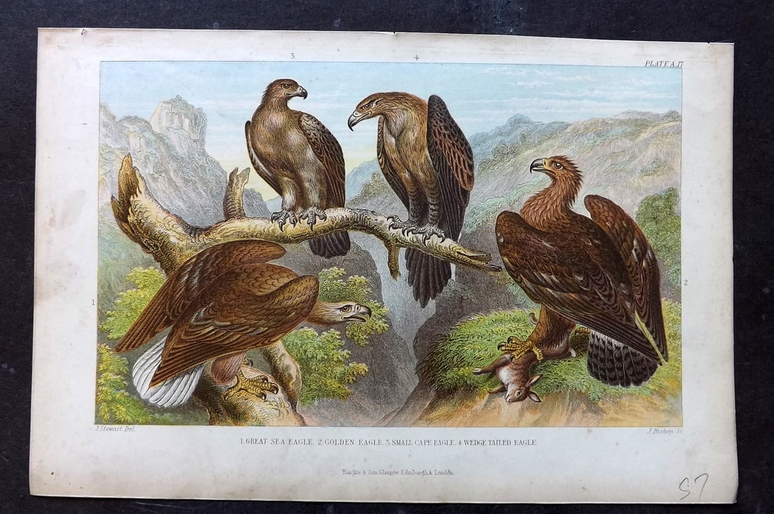 Goldsmith, Oliver 1876 Antique Bird Print. Eagles - Golden, Sea, Small Cape, Wedge Tailed: Colour Printed Woodblock Published 1876 by Blackie & Son, London for "A History of the Earth and Animated Nature" by Oliver Goldsmith. Paper Size: 9.5 x 6 inch (24 x 16cm) Good Condition