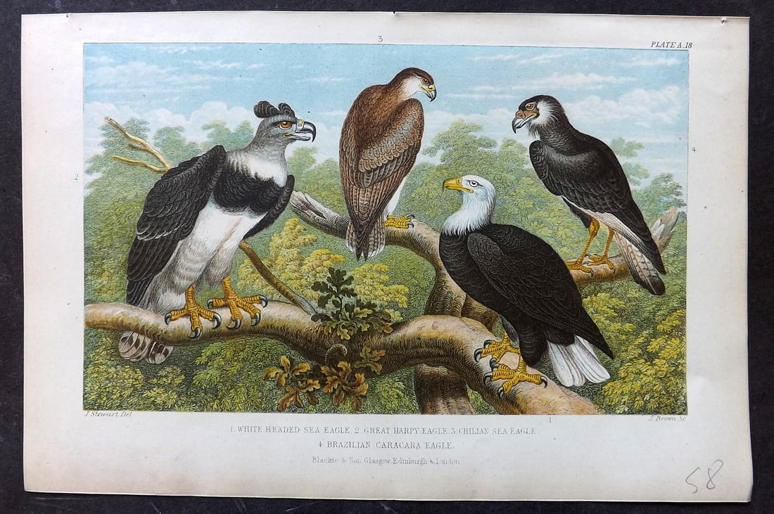 Goldsmith, Oliver 1876 Antique Bird Print. Eagles - White Headed Sea, Great Harpy, Chillain Sea, (1 of 1)