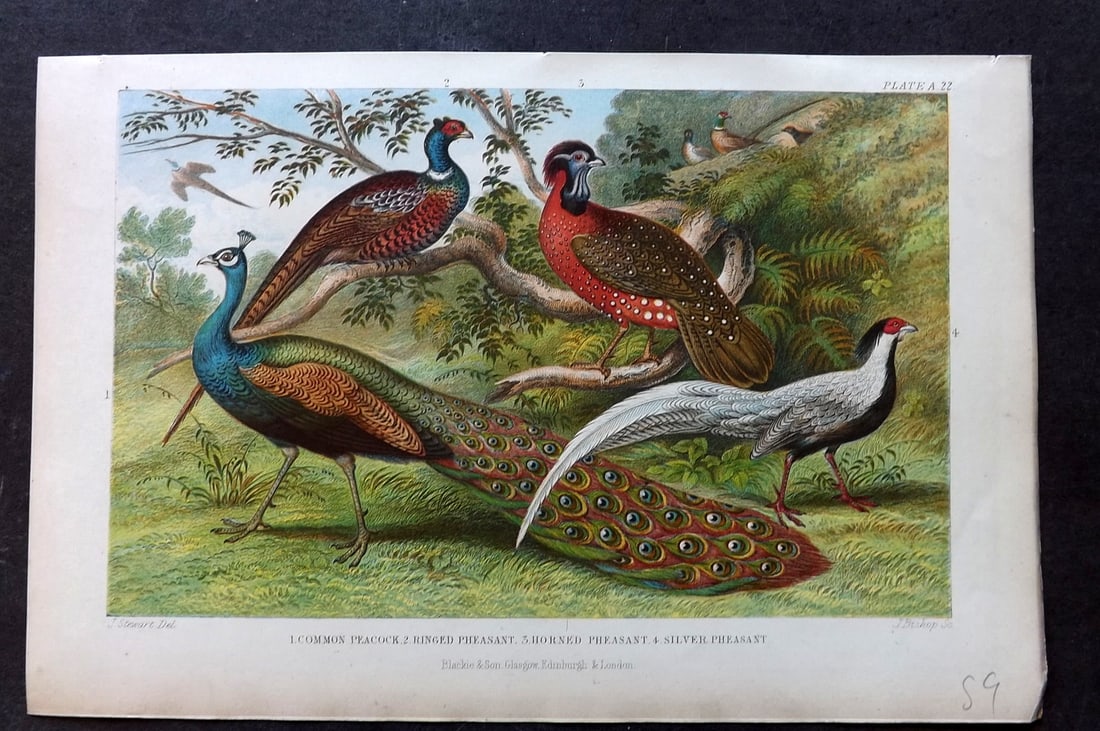 Goldsmith, Oliver 1876 Antique Bird Print. Peacock, Ringed, Horned, Silver Pheasant (1 of 1)
