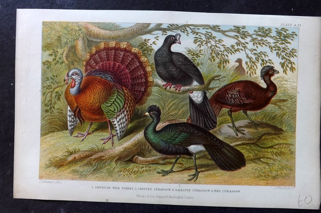 Goldsmith, Oliver 1876 Antique Bird Print. American Wild Turkey, Crested, Galeated, Red Curassow (1 of 1)