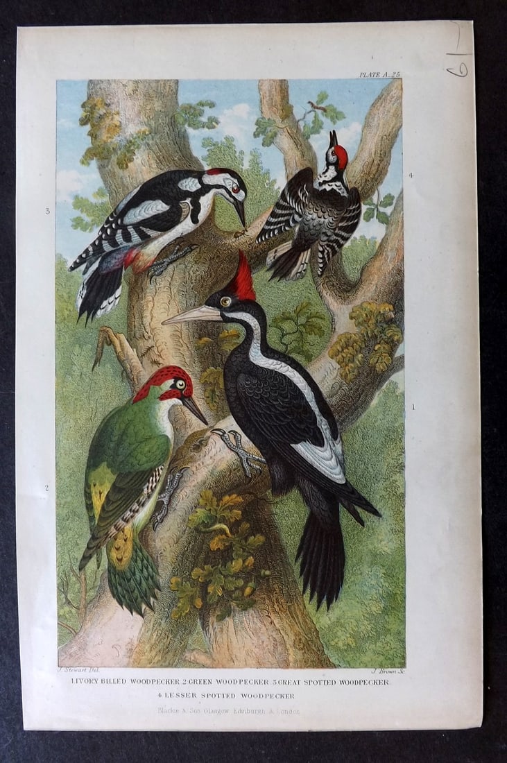 Goldsmith, Oliver 1876 Antique Bird Print. Woodpeckers: Colour Printed Woodblock Published 1876 by Blackie & Son, London for "A History of the Earth and Animated Nature" by Oliver Goldsmith. Paper Size: 9.5 x 6 inch (24 x 16cm) Good Condition