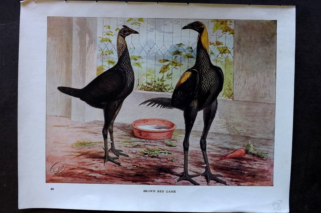 Ludlow, J. W. C1910 Antique Poultry Print. Brown Red Game (1 of 1)