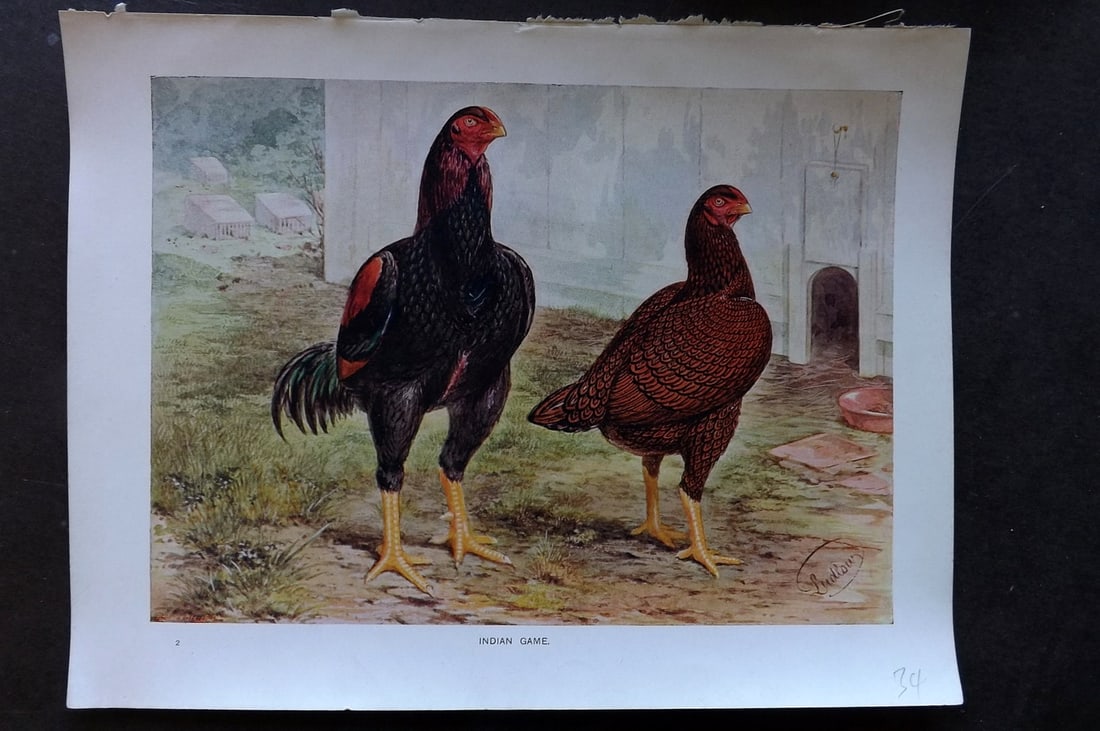 Ludlow, J. W. C1910 Antique Poultry Print. Indian Game (1 of 1)